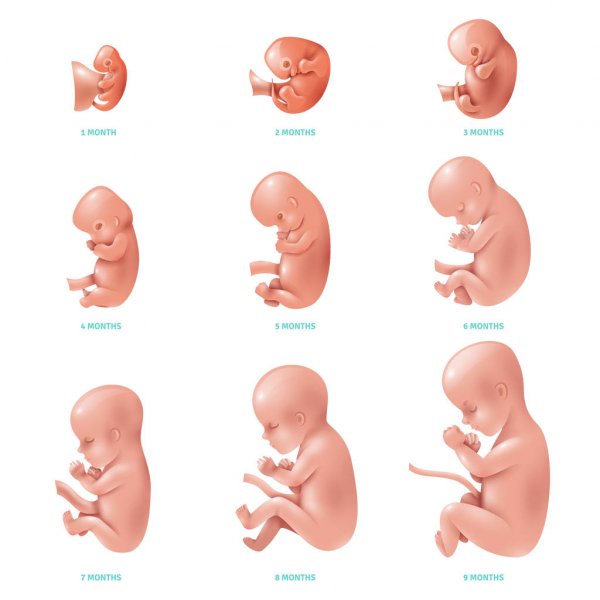 Развитие эмбриона при ЭКО поэтапно дням