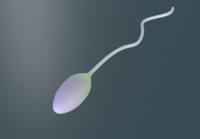 За сколько времени восстановится сперма1