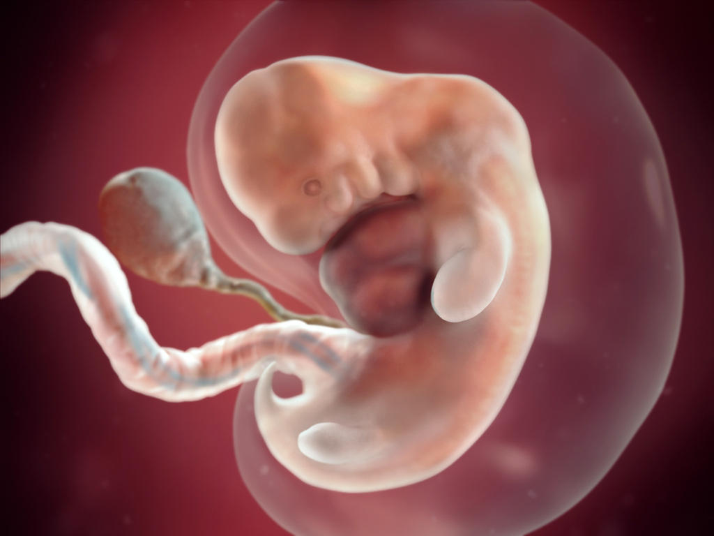 В чём причина остановки развития эмбрионов?
